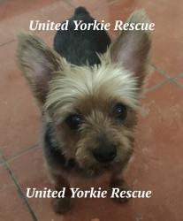 United Yorkie Rescue - A 501(c)(3) Non-Profit Yorkshire Terrier Rescue ...