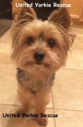 United Yorkie Rescue - A 501(c)(3) Non-Profit Yorkshire Terrier Rescue ...